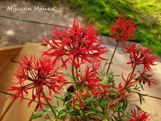 Rubicond DZ № 1209