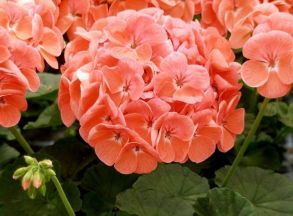 Пеларгония зональная Toscana Trend Salmon