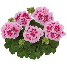 Пеларгония зональная Toscana Trend Vera Pink Eye - 1шт