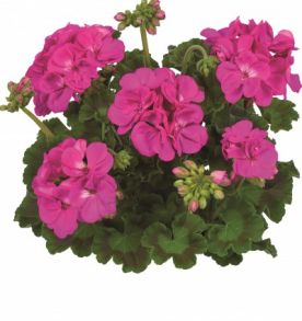 Пеларгония зональная Toscana Trend Lilac