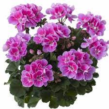 Пеларгония зональная Toscana Castello Ralko Lavender Eye