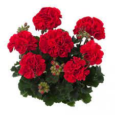 Пеларгония зональная Toscana Extreme Red