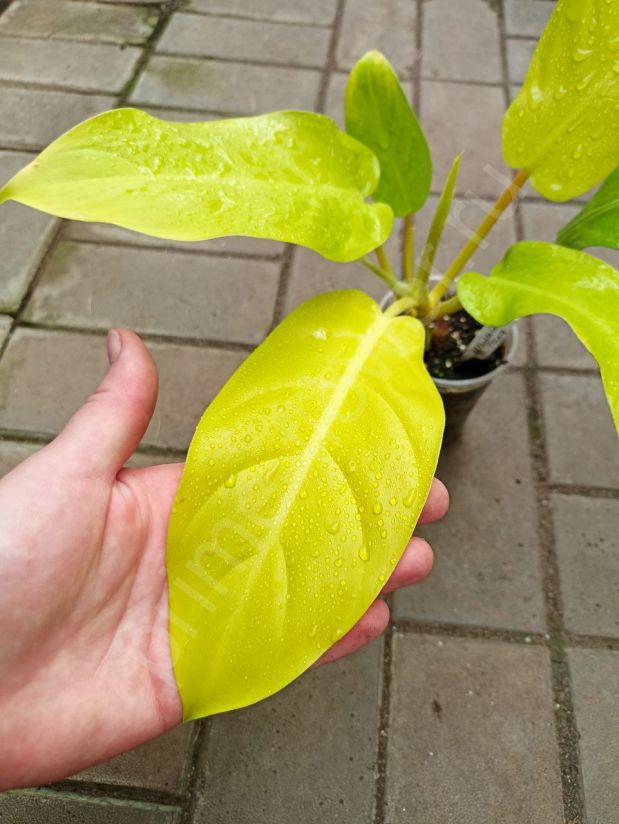 Филодендрон Малай Голд