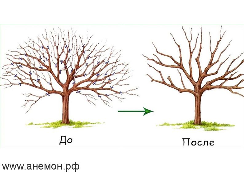 Обрезка деревьев