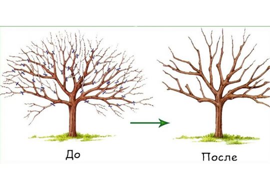 Обрезка деревьев
