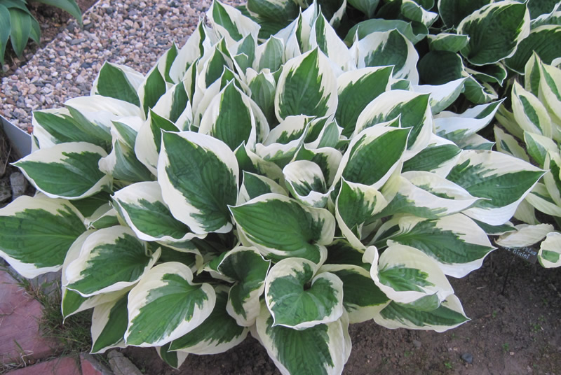 Хоста 'Патриот' / Hosta 'Patriot'