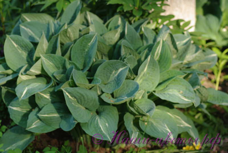 Хоста 'Киви Фух Моунти' / Hosta 'Kiwi Full Monty'