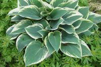 Хоста 'Эль Нино' / Hosta 'El Nino'