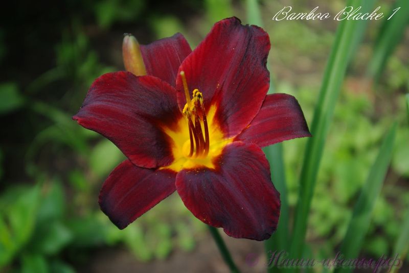 Лилейник 'Бэмби Блэки' / Hemerocallis 'Bamboo Blacke'