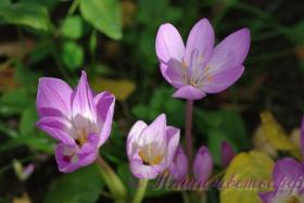 Безвременник осенний / Colchicum