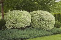 Дерен пестролистный / Cornus Variegata