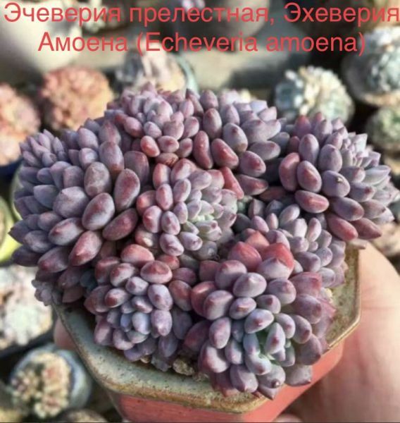 Эчеверия прелестная, Эхеверия Амоена (Echeveria amoena).