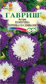 Астра однолетняя помпонная Пампушка Черника со сливками (Гавриш)