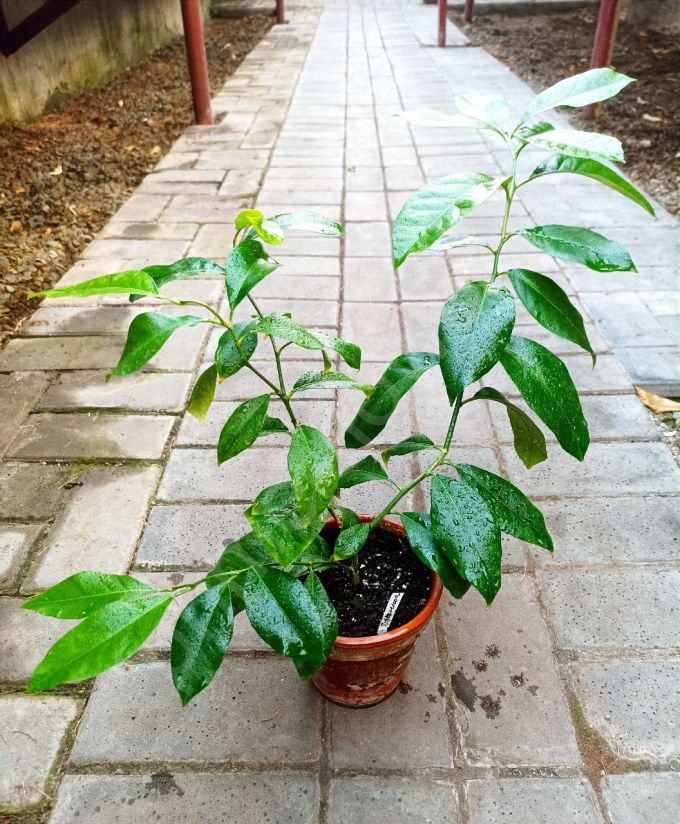 Лимон "Дженоа"