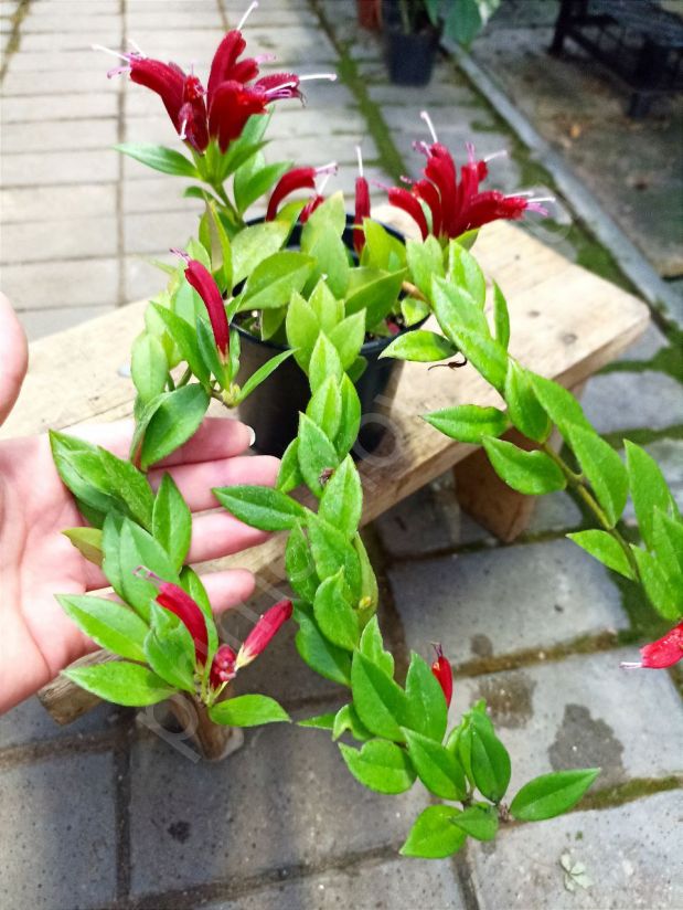 Эсхинантус Каролина