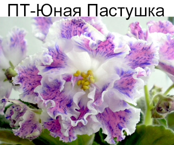 ПТ-Юная Пастушка (Пугачева)