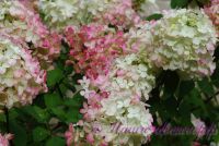 Гортензия метельчатая 'Диамонд Руж' / Hydrangea paniculata 'Diamond Rouge'