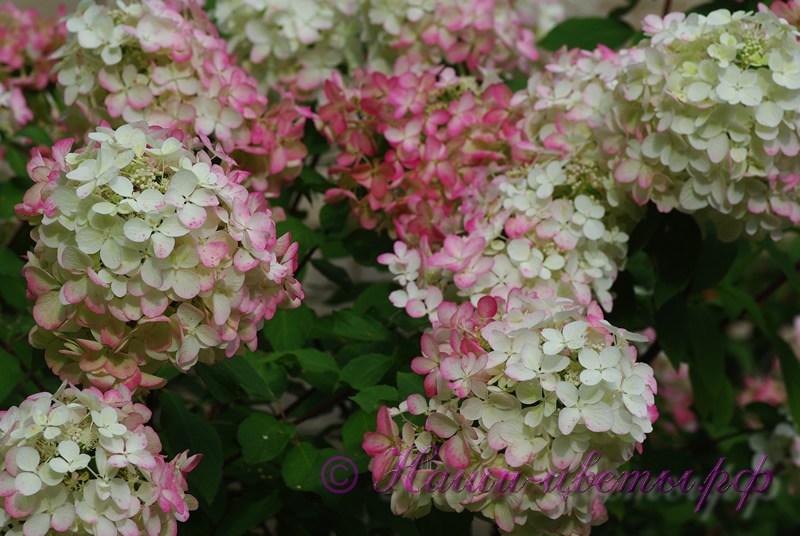 Гортензия метельчатая 'Диамонд Руж' / Hydrangea paniculata 'Diamond Rouge' (двухлетка)