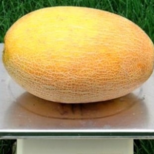 Дыня Самит F1, 10шт семян