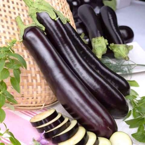 Баклажан Меч Самурая, 1г семян