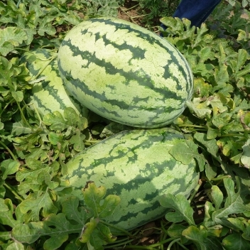 Арбуз Тамтам F1, 10шт семян