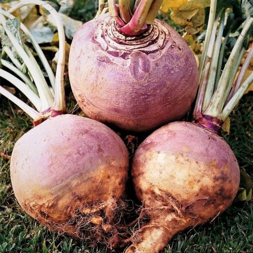 Брюква Красносельская, 5г семян