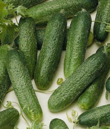 Огурец АЛЕКС F1, 250 семян