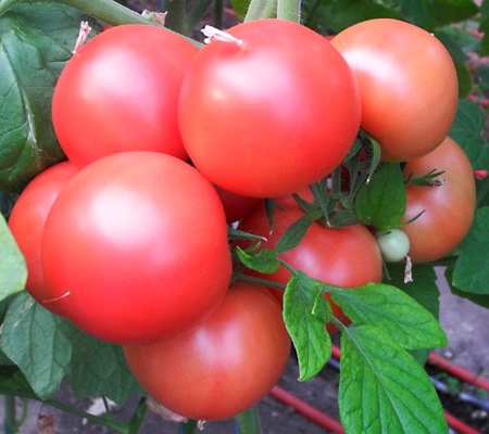 Томат детерминантный ХАПИНЕТ F1, 500 семян