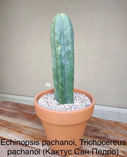 Echinopsis pachanoi, Trichocereus pachanoi (Кактус Сан-Педро)