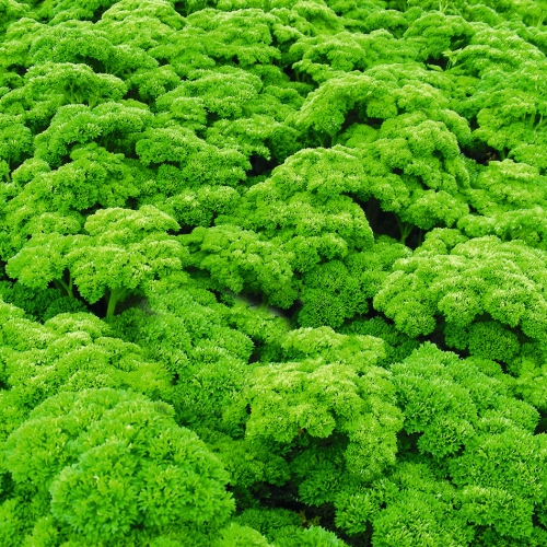 Петрушка листовая Петра, 5г семян