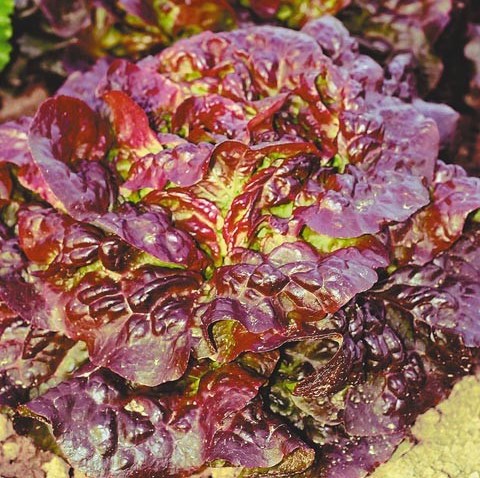 Салат 4 сезона, 5г семян