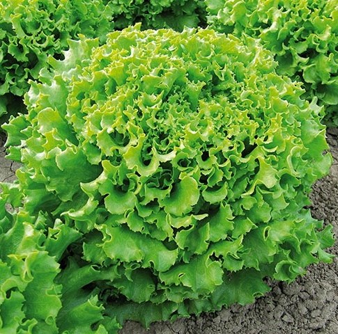 Салат Гранд рапидс, 5г семян