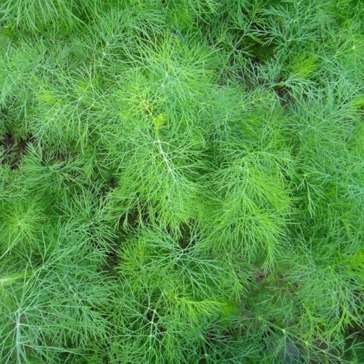 Укроп Атаман, 10г семян