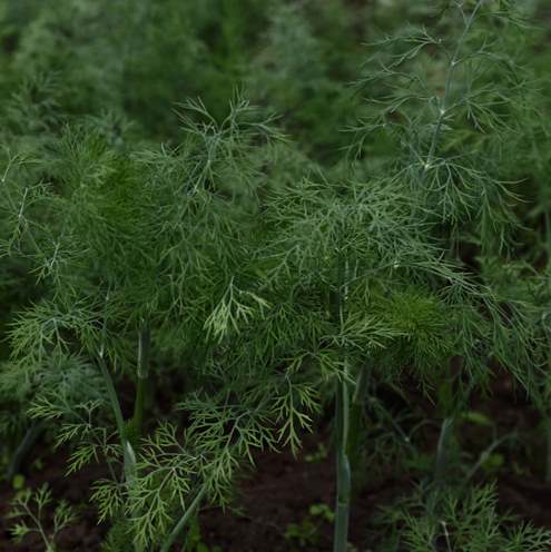 Укроп ГРЕНАДЕР, 100г семян