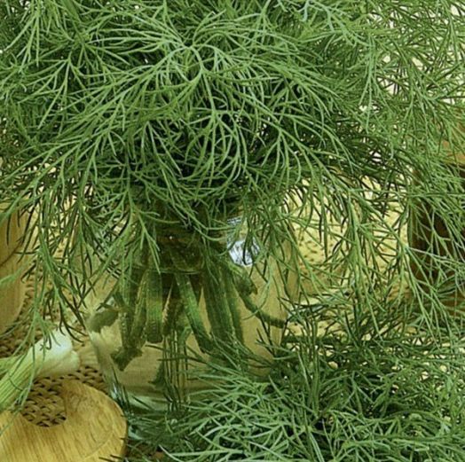 Укроп Мораван, 10г семян