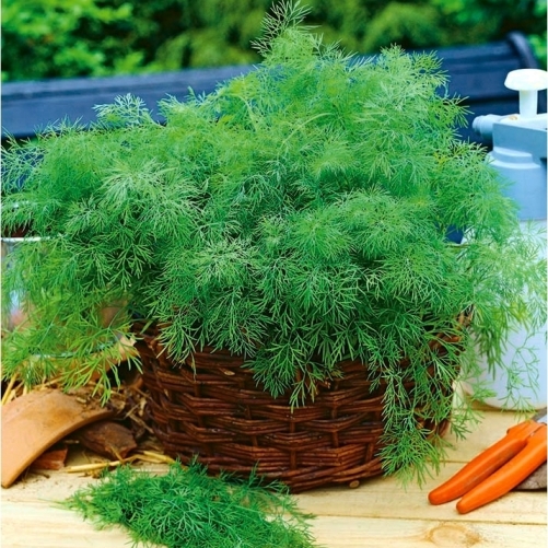 Укроп Ханак, 10г семян