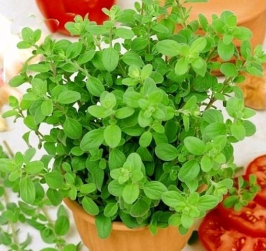 Майоран садовый Байкал, 1г семян