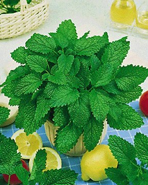 Мелисса лимонная, 1г семян