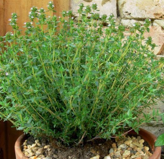 Тимьян овощной Медок, 1г семян