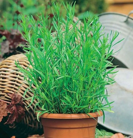 Эстрагон (Тархун) Монарх, 1г семян