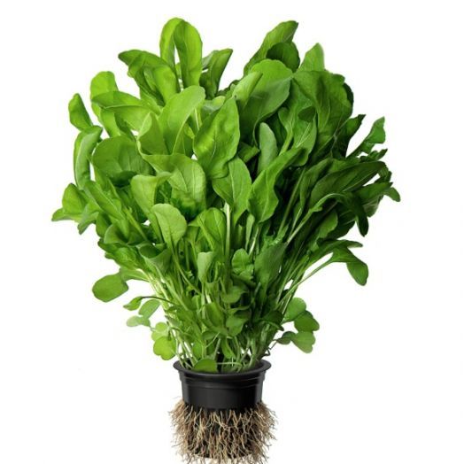 Руккола Эврика, 5г семян