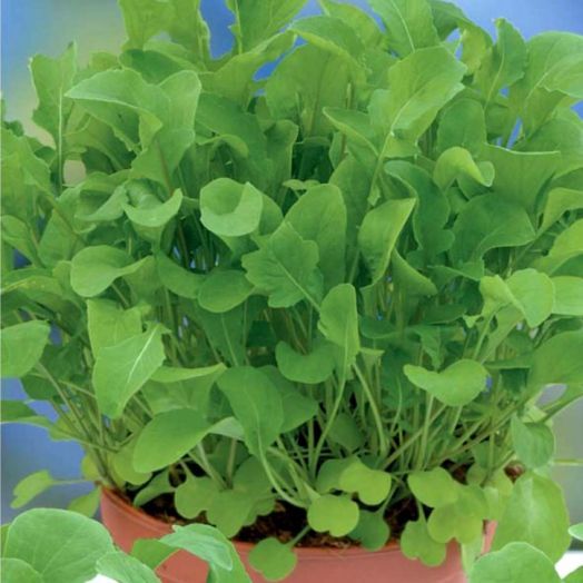 Руккола Колтивата, 5г семян