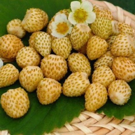 Земляника ремонтантная Золотинка, 1г семян