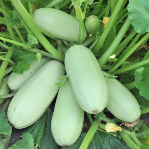 Кабачок Грибовские 37, 50шт семян