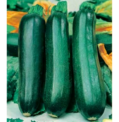 Кабачок цуккини Фараон, 50шт семян
