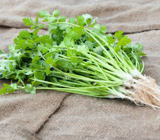 Кориандр Карибе, 5г семян