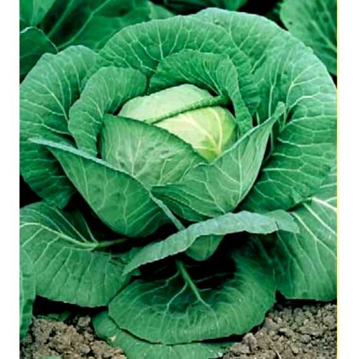 Капуста белокочанная Номер первый Грибовский 147, 5г семян