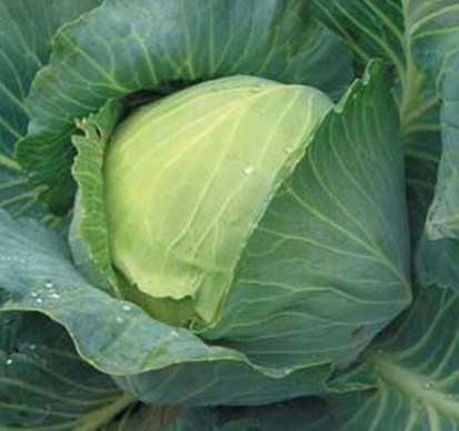 Капуста белокочанная КУИЗОР F1, 1.000 семян