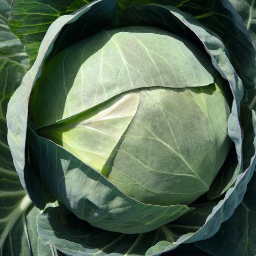 Капуста белокочанная Церокс F1, 100шт семян