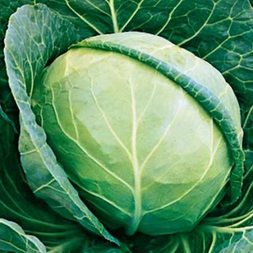 Капуста белокочанная Мидор F1, 5г семян